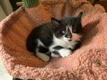 Badger -  Domestic Medium Hair Cat for Adoption in Springfield, Massachusetts - Badger | PetCurious