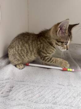 Abby -  Manx Cat for Adoption in Gainesville, Florida - Abby | PetCurious