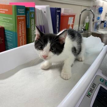 Frankenstein -  Domestic Short Hair Cat for Adoption in Morganton, North Carolina - Frankenstein | PetCurious