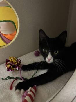 Dolly -  Domestic Short Hair Cat for Adoption in Steamboat Springs, Colorado - Dolly | PetCurious