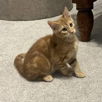 Domestic Short Hair Cats Available for Adoption in Bentonville, Arkansas - Sundance | PetCurious