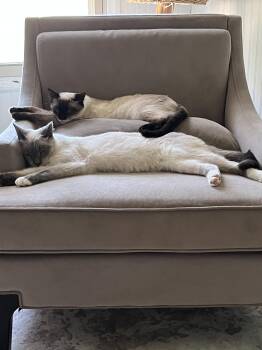 Siamese Cats Available for Adoption in Charlotte, North Carolina - Neo And Geo | PetCurious