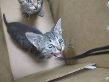 DOVE -  Domestic Short Hair Cat for Adoption in Ocala, Florida - DOVE | PetCurious