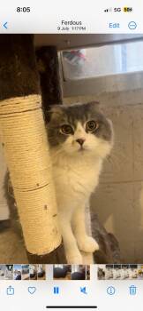 Rescue Scottish Fold and Domestic Medium Hair Cats for Adoption in Federalsburg, Maryland - George | PetCurious