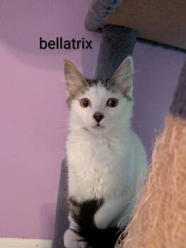 Bellatrix -  Domestic Short Hair Cat for Adoption in Kansas City, Missouri - Bellatrix | PetCurious