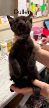 Cullen -  Domestic Short Hair Cat for Adoption in Plattsburgh, New York - Cullen | PetCurious