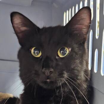 Peter -  Domestic Medium Hair Cat for Adoption in Park Falls, Wisconsin - Peter | PetCurious