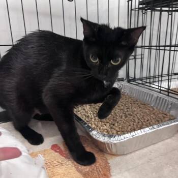 Dottie -  Domestic Short Hair Cat for Adoption in Bentonville, Arkansas - Dottie | PetCurious