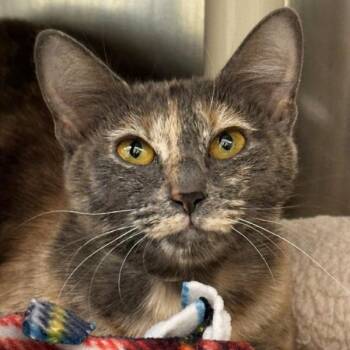 Domestic Short Hair Cats Available for Adoption in Walnut Creek, California - Margarita | PetCurious