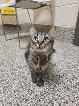 Dahlia -  Domestic Medium Hair and Domestic Short Hair Cat for Adoption in Westland, Michigan - Dahlia | PetCurious
