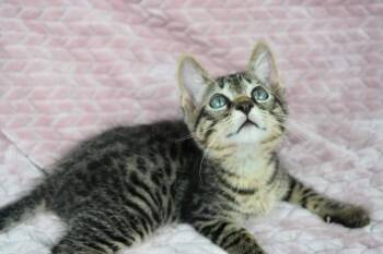 Gilligan -  Tabby Cat for Adoption in Covington, Louisiana - Gilligan | PetCurious