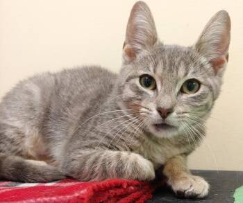 Rescue Domestic Short Hair Cats for Adoption in Belmont, New York - Noel | PetCurious