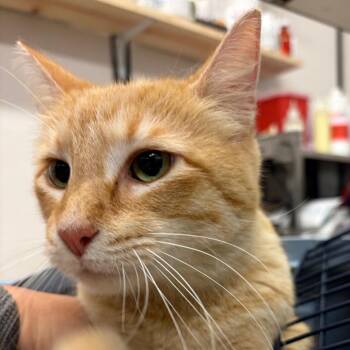 American Curl Cats Available for Adoption in Lake Jackson, Texas - Kit-Kat | PetCurious