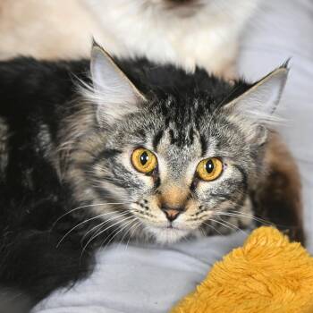 Domestic Long Hair Cats Available for Adoption - Kiki | PetCurious