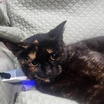 Mabel -  Domestic Short Hair Cat Available for Adoption in Boston, Massachusetts - Mabel | PetCurious