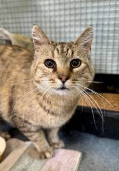 Cinnamon -  Domestic Short Hair Cat Available for Adoption in Gillette, Wyoming - Cinnamon | PetCurious