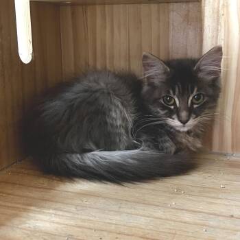 Elliott -  Domestic Medium Hair Cat for Adoption in Yucca Valley, California - Elliott | PetCurious