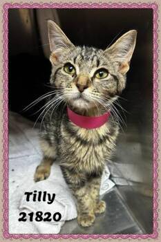 TILLY -  Domestic Short Hair and Tabby Cat for Adoption in Marietta, Georgia - TILLY | PetCurious