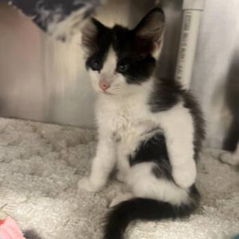 Cloud -  Domestic Short Hair Cat for Adoption in West Palm Beach, Florida - Cloud | PetCurious