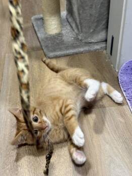 Ricky Baker -  Domestic Short Hair Cat for Adoption in Salt Lake City, Utah - Ricky Baker | PetCurious