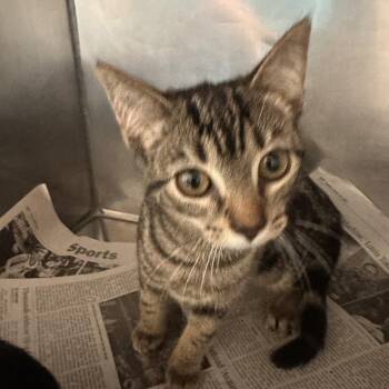 Ruby -  Domestic Short Hair Cat for Adoption in Corinth, Mississippi - Ruby | PetCurious
