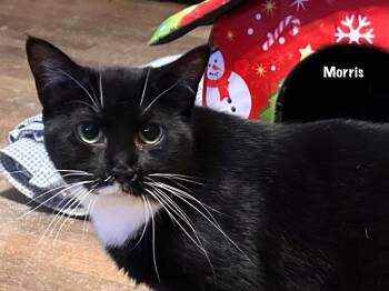 Domestic Short Hair Cats Available for Adoption in Windsor, Connecticut - Morris | PetCurious