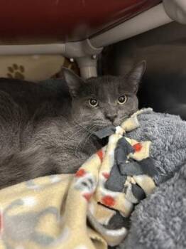 Taco -  Domestic Short Hair Cat for Adoption in Schenectady, New York - Taco | PetCurious