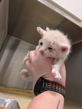 Stun -  Domestic Short Hair Cat for Adoption in Atlanta, Georgia - Stun | PetCurious