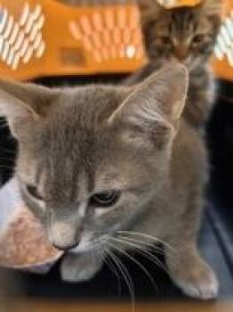 Rescue Domestic Short Hair Cats for Adoption in Charleston, South Carolina - Miller | PetCurious