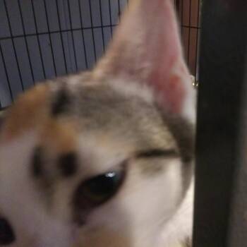 Abigail -  Domestic Short Hair Cat for Adoption in PORT WENTWRTH, Georgia - Abigail | PetCurious