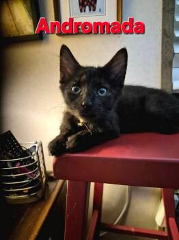 Andromada -  Domestic Short Hair Cat for Adoption in Rome, Georgia - Andromada | PetCurious