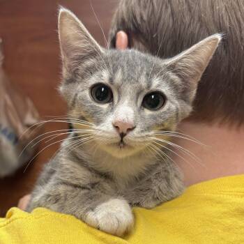 Wolf -  Domestic Short Hair Cat for Adoption in Sonora, California - Wolf | PetCurious