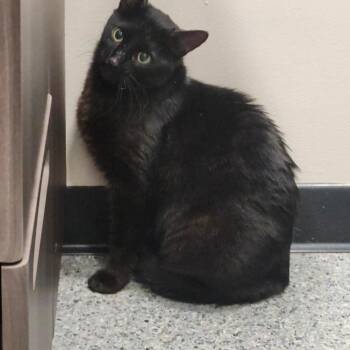 Puma -  Domestic Short Hair Cat for Adoption in Hendersonville, Tennessee - Puma | PetCurious
