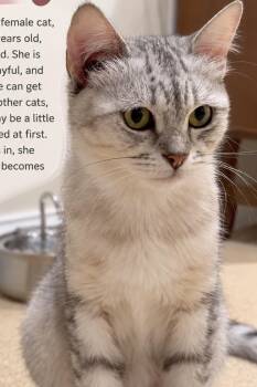Misty B -  Egyptian Mau and Burmilla Cat for Adoption in Brampton, Ontario - Misty B | PetCurious