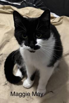 Maggie May -  Domestic Short Hair Cat for Adoption in Naugatuck, Connecticut - Maggie May | PetCurious