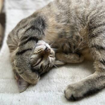 Donut -  Domestic Short Hair Cat for Adoption in Charlottesville, Virginia - Donut | PetCurious