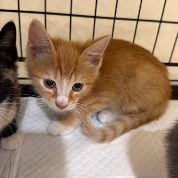 King -  Domestic Short Hair Cat for Adoption in Redwood City, California - King | PetCurious