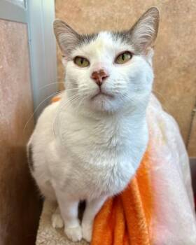 Pia -  Domestic Short Hair Cat for Adoption in Novato, California - Pia | PetCurious