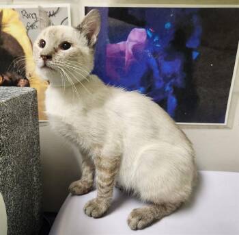 BAGEL -  Domestic Short Hair Cat for Adoption in Pueblo, Colorado - BAGEL | PetCurious