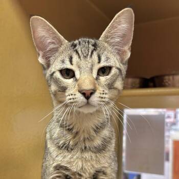 Nibbler -  Domestic Short Hair Cat for Adoption in Sonora, California - Nibbler | PetCurious