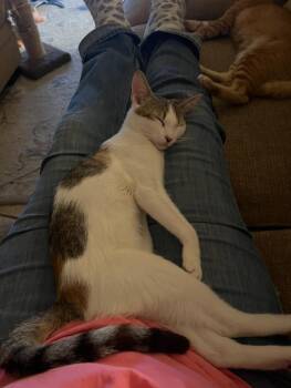 Sassy (Bonded to Sadie) -  Domestic Short Hair Cat for Adoption in San Tan Valley, Arizona - Sassy (Bonded To Sadie) | PetCurious