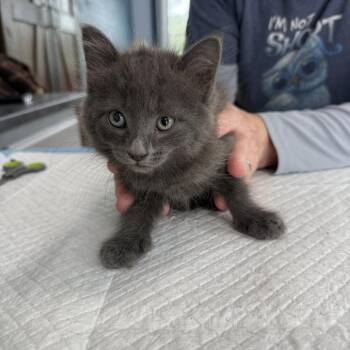 Majesty Rayburn -  Domestic Medium Hair Cat for Adoption in Woodstock, Virginia - Majesty Rayburn | PetCurious