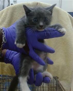 DEMI -  Domestic Short Hair Cat for Adoption in Doral, Florida - DEMI | PetCurious