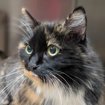 Domestic Long Hair Cats Available for Adoption in Milan, Illinois - Socks | PetCurious