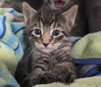 BAY -  Domestic Short Hair Cat Available for Adoption in Fort Lauderdale, Florida - BAY | PetCurious