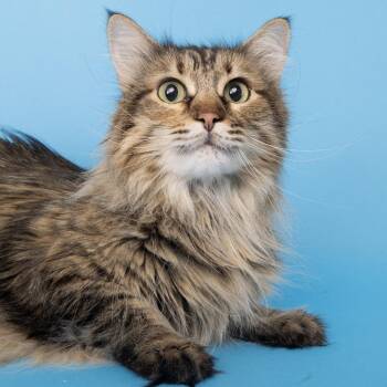 Domestic Medium Hair Cats Available for Adoption in Franklin, Tennessee - JoJo | PetCurious