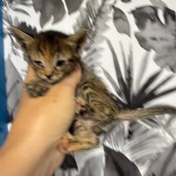 Domestic Short Hair Cats Available for Adoption in Wahiawa, Hawaii - Pita | PetCurious