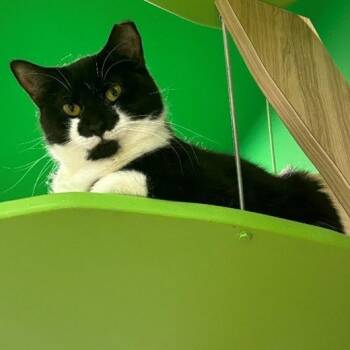 Rescue Domestic Short Hair Cats for Adoption in Fairfax, Virginia - Nyx | PetCurious