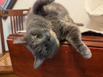Sophie -  Dilute Tortoiseshell and Domestic Short Hair Cat for Adoption in Gladstone, Oregon - Sophie | PetCurious