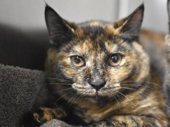 Helena -  Domestic Short Hair Cat for Adoption in Portland, Oregon - Helena | PetCurious